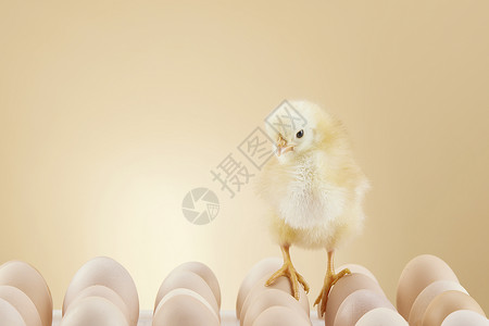 刚出生儿素材刚出生的小鸡站在鸡蛋上背景