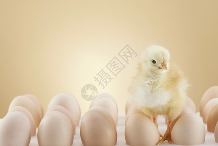 米黄色刚出生的小鸡站在鸡蛋上背景