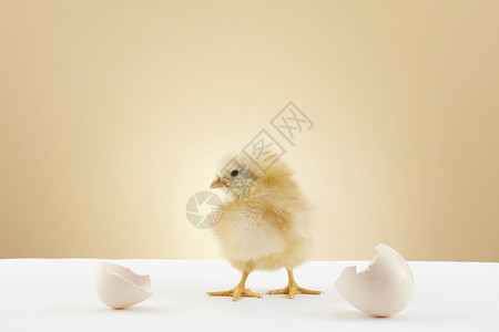 蛋壳声音素材米黄色背景下的新生小鸡背景