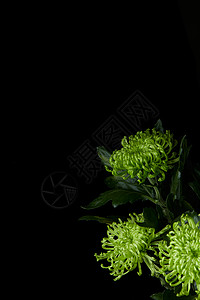 黑背景里的绿色菊花背景图片