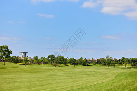 球树空旷无人的高尔夫草坪背景