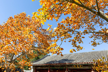 北京香山公园秋天图片