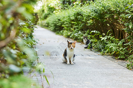 小区里的流浪猫背景