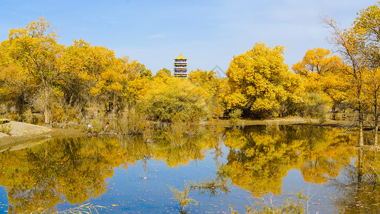 金仓湖酒泉金塔胡杨林秋景背景