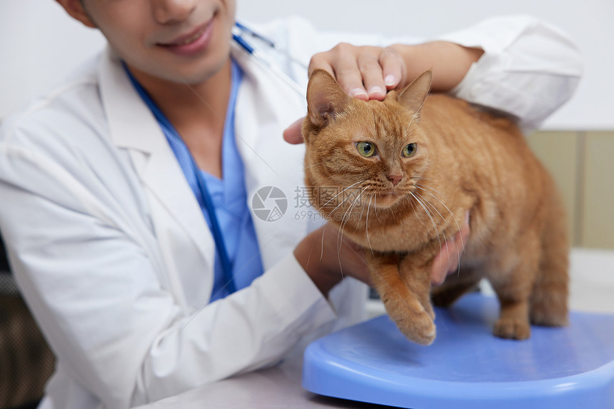 宠物医生安抚受惊的猫咪图片