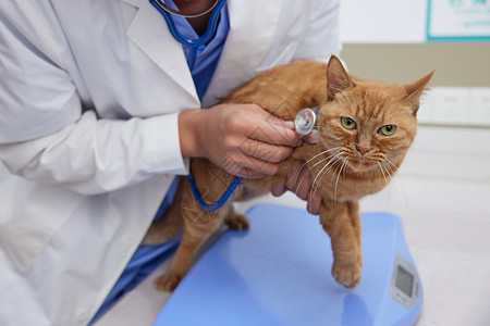 宠物医生为生病的猫咪做检查特写图片