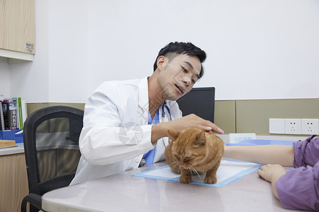 男性兽医抚摸前来看诊的猫咪图片