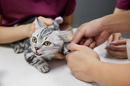 宠物猫咪打疫苗特写图片