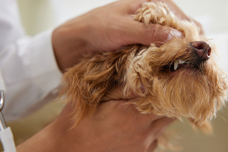 动物牙齿宠物医生为宠物狗检查牙齿背景