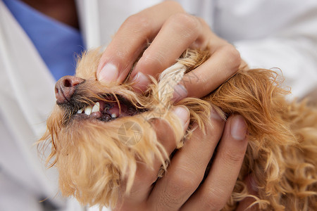 动物牙齿宠物医生为宠物狗检查牙齿状况背景