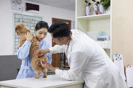 宠物医生为宠物狗打疫苗图片