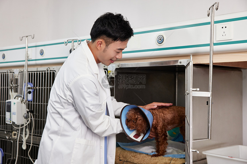 宠物医生为住院的宠物检查身体状况图片