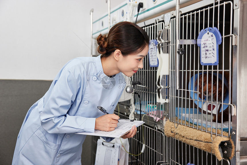 宠物医院护士为住院的宠物检查身体状况图片