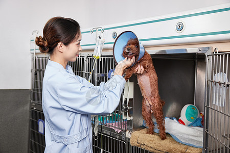 宠物医院护士安抚住院的狗狗背景图片