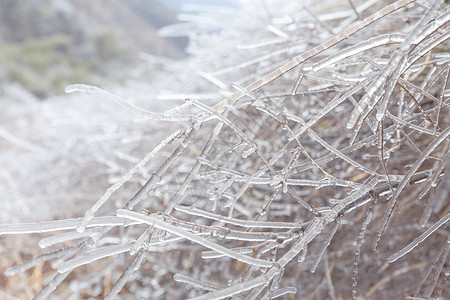 树枝上的冰挂背景图片