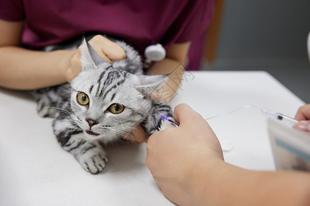 中国古动物馆宠物猫咪打疫苗特写背景