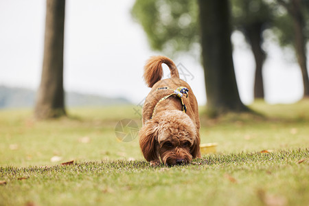 可爱狗狗萌宠泰迪犬图片