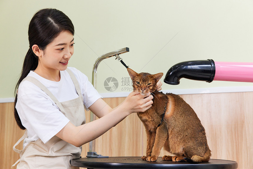 宠物店女性技师给宠物猫理毛美容图片
