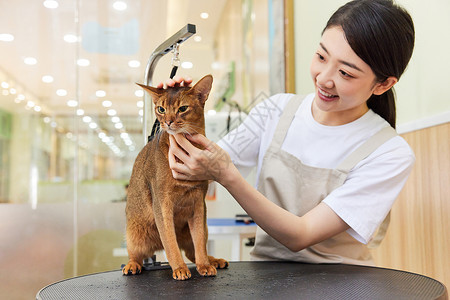 埃及美女服装宠物店女性技师给猫做美容护理背景