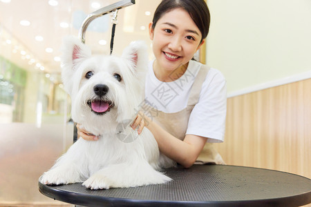 宠物美容师给宠物狗狗做美容高清图片