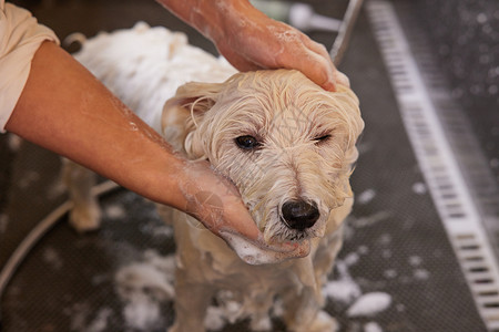 宠物店技师给宠物狗狗洗澡打泡泡特写可爱高清图片素材