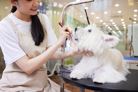 宠物店美女技师给宠物狗狗美容剪毛高清图片