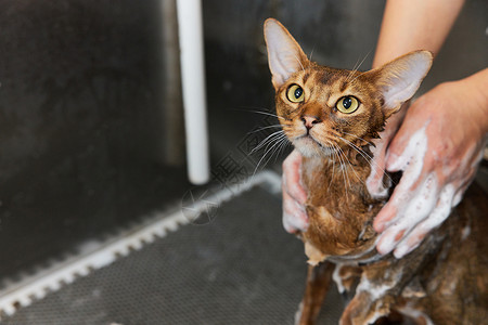 阿比西尼亚猫宠物店技师给宠物猫洗澡特写背景