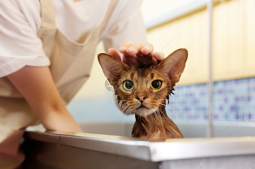 宠物猫洗澡特写图片