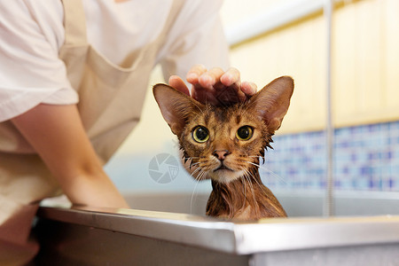 阿比西尼亚猫宠物猫洗澡特写背景