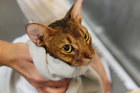 阿比西尼亚宠物店技师给宠物猫洗澡擦干特写背景