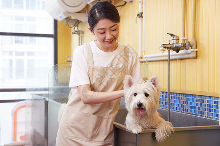 宠物店女性技师给宠物狗狗洗澡图片