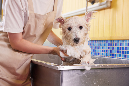 宠物店里洗澡的狗狗萌宠高清图片素材