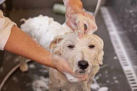 宠物店里洗澡的狗狗女性高清图片素材