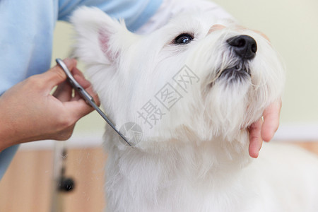 狗狗人宠物狗美容修剪毛特写背景