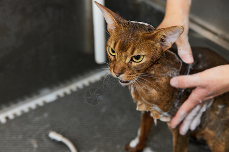 宠物店技师给宠物猫洗澡特写阿比西尼亚猫高清图片素材