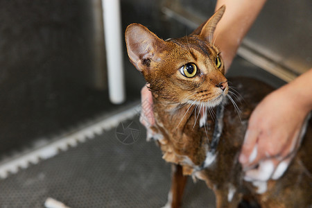 美容淡斑宠物猫洗澡特写背景