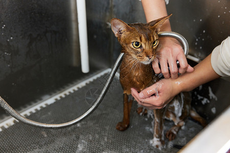 物猫洗澡特写宠物生活高清图片素材