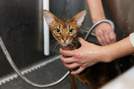 宠物店技师给宠物猫洗澡特写可爱高清图片素材
