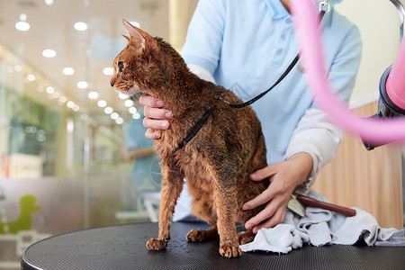 埃及美女服装宠物猫吹毛形象背景