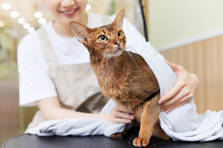 埃及美女服装宠物店技师给宠物猫擦干身子特写背景