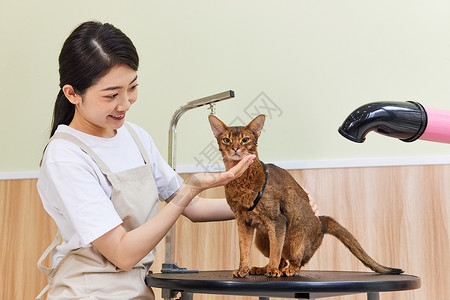 宠物店女性技师给猫做美容护理背景图片