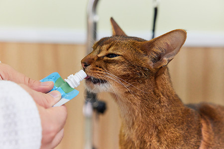 猫鼻子特写宠物店技师喂宠物猫吃营养膏特写背景