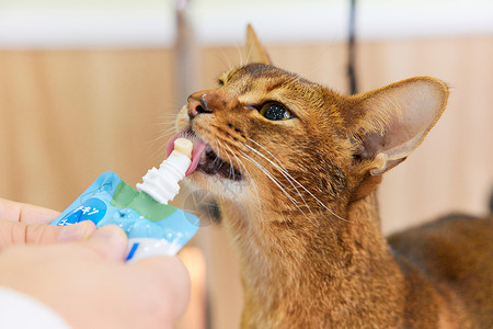 宠物店技师喂宠物猫吃营养膏特写背景