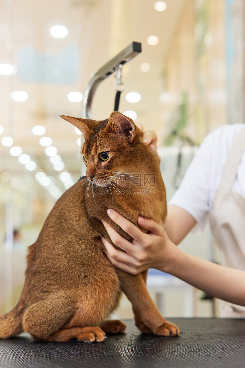 宠物店技师给宠物猫美容护理图片