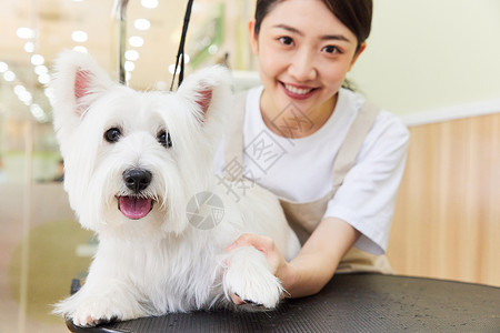 宠物店美女技师给宠物狗做美容护理背景图片