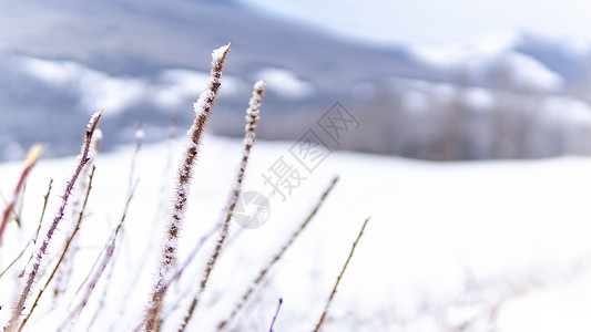 大雪字体新疆冬季喀纳斯雪景芦苇背景