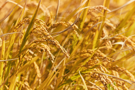 稻田里成熟的稻穗秋分高清图片素材