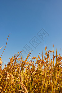 稻田里成熟的稻穗种植高清图片素材