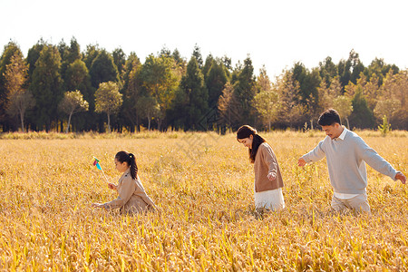 在稻田里散步玩耍的一家人图片