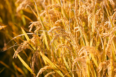 稻田里成熟的稻穗芒种高清图片素材